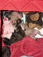 Chloe, a female French Bulldog for sale in New Caney, TX – Photo 2 of 2