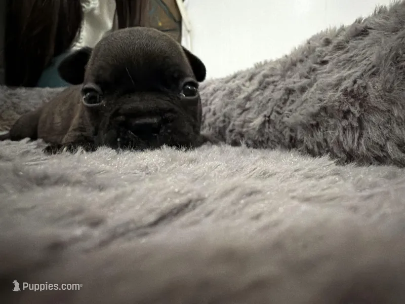 Drako – French Bulldog puppy for sale in New Caney, TX