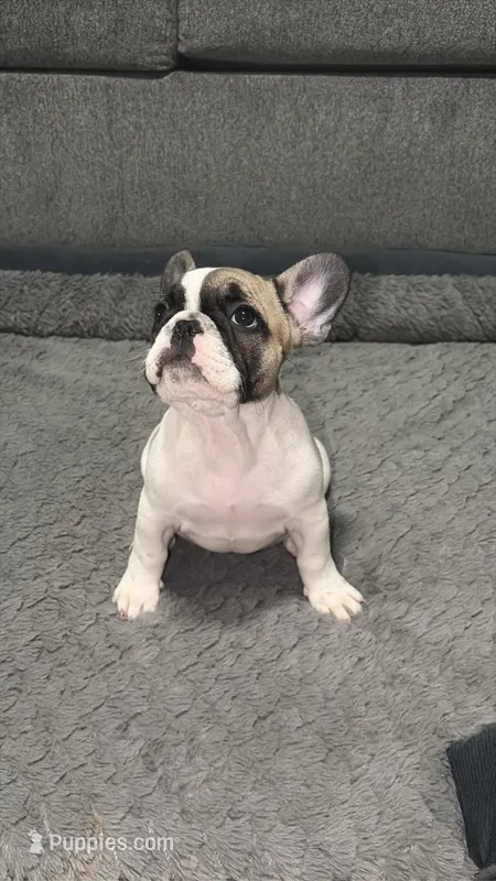 Channel – French Bulldog puppy for sale in New Caney, TX