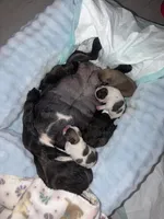 Channel, a female French Bulldog for sale in New Caney, TX – Photo 3 of 3