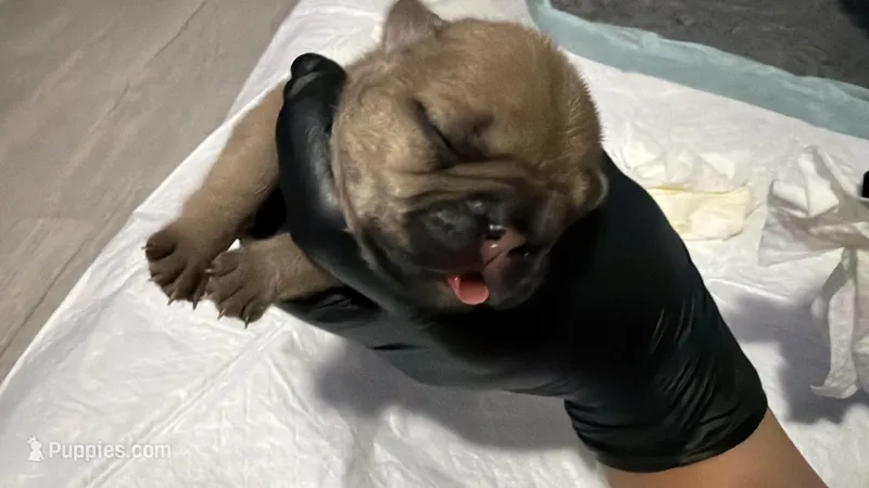 Lulu – French Bulldog puppy for sale in New Caney, TX