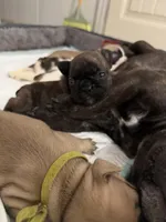 Dakota, a female French Bulldog for sale in New Caney, TX – Photo 5 of 5