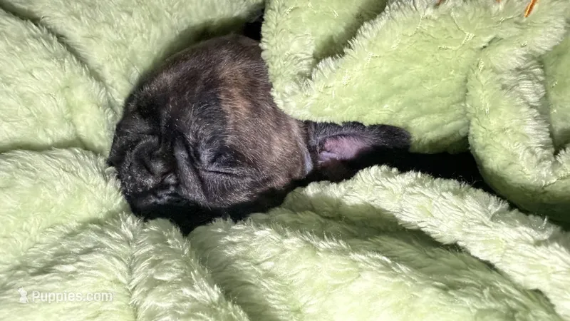 Dakota – French Bulldog puppy for sale in New Caney, TX