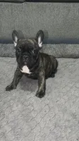 Dakota, a female French Bulldog for sale in New Caney, TX – Photo 3 of 5