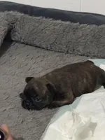 Dakota, a female French Bulldog for sale in New Caney, TX – Photo 4 of 5