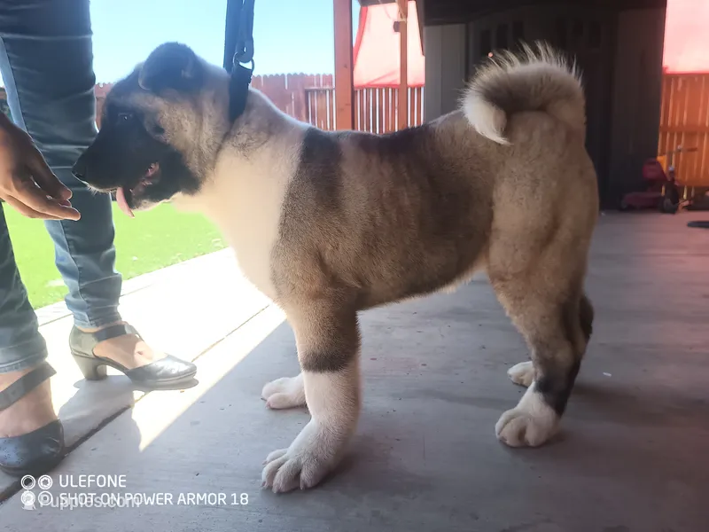 Akita2 – Akita puppy for sale in Bakersfield, CA