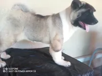 LUNA, a female Akita for sale in Bakersfield, CA – 2 of 10
