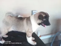 LUNA, a female Akita for sale in Bakersfield, CA – 3 of 10