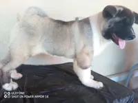 LUNA, a female Akita for sale in Bakersfield, CA – 1 of 10