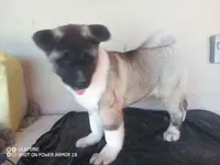LUNA, a female Akita for sale in Bakersfield, CA – 7 of 10