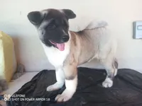 LUNA, a female Akita for sale in Bakersfield, CA – 5 of 10