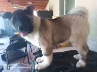 LUNA, a female Akita for sale in Bakersfield, CA – 10 of 10