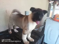 LUNA, a female Akita for sale in Bakersfield, CA – 9 of 10