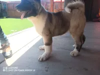 Akita2, a female Akita for sale in Bakersfield, CA – 4 of 8