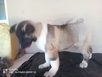 Akita2, a female Akita for sale in Bakersfield, CA – 3 of 8