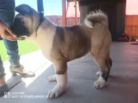 Akita2, a female Akita for sale in Bakersfield, CA – 2 of 8