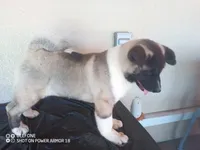 LUNA, a female Akita for sale in Bakersfield, CA – 6 of 10