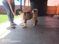 Akita2, a female Akita for sale in Bakersfield, CA – 8 of 8