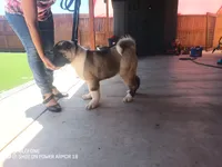Akita2, a female Akita for sale in Bakersfield, CA – 6 of 8