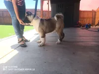 Akita2, a female Akita for sale in Bakersfield, CA – 5 of 8