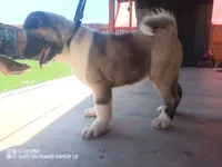 Akita2, a female Akita for sale in Bakersfield, CA – 7 of 8