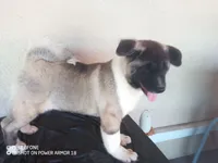 LUNA, a female Akita for sale in Bakersfield, CA – 4 of 10