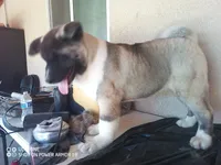 LUNA, a female Akita for sale in Bakersfield, CA – 8 of 10