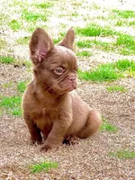 Suede- Solid aa Rojo Fluffy , a male French Bulldog for sale in Birmingham, AL – Photo 9 of 10