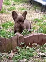Suede- Solid aa Rojo Fluffy , a male French Bulldog for sale in Birmingham, AL – Photo 5 of 10