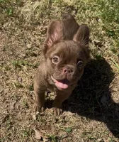 Suede- Solid aa Rojo Fluffy , a male French Bulldog for sale in Birmingham, AL – Photo 4 of 10