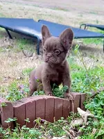 Suede- Solid aa Rojo Fluffy , a male French Bulldog for sale in Birmingham, AL – Photo 3 of 10