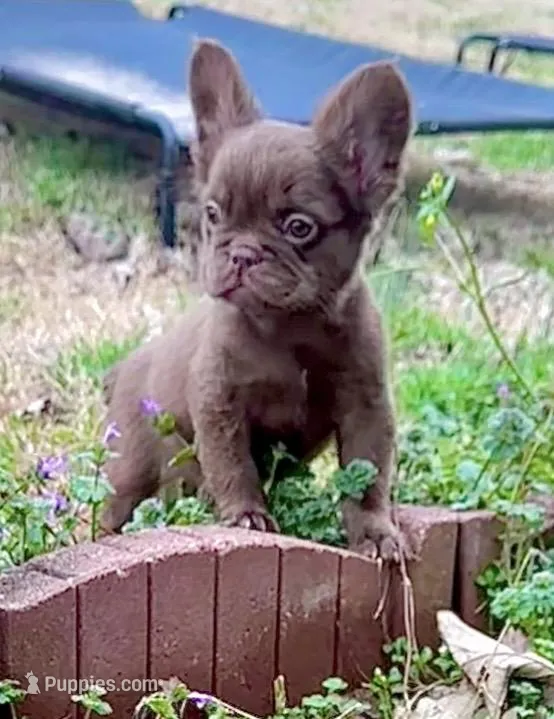 Suede – French Bulldog puppy for sale in Birmingham, AL