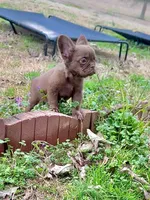 Suede- Solid aa Rojo Fluffy , a male French Bulldog for sale in Birmingham, AL – Photo 6 of 10