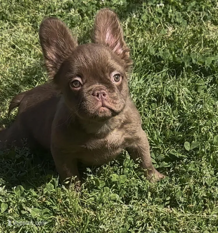 Suede- Solid aa Rojo Fluffy  – French Bulldog puppy for sale in Birmingham, AL