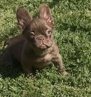 Suede- Solid aa Rojo Fluffy , a male French Bulldog for sale in Birmingham, AL – Photo 1 of 10