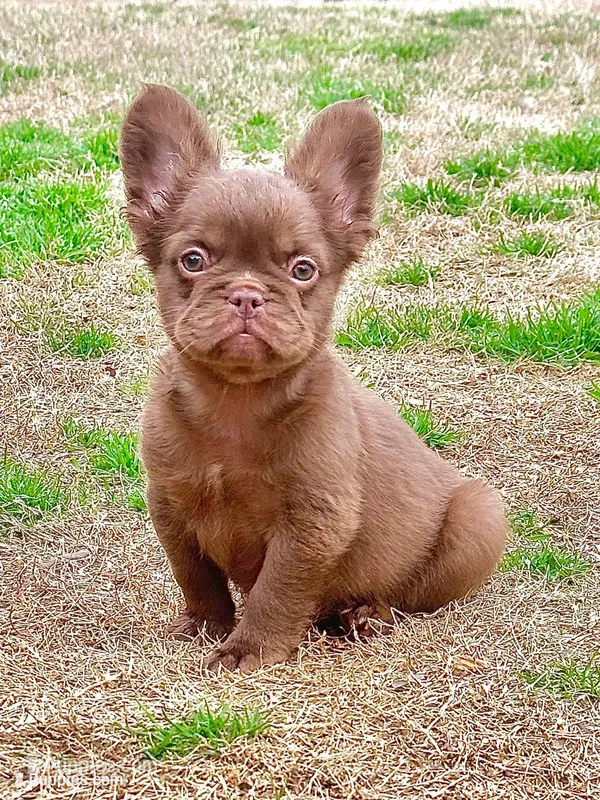 Suede- Solid aa Rojo Fluffy  – French Bulldog puppy for sale in Birmingham, AL