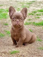 Suede- Solid aa Rojo Fluffy , a male French Bulldog for sale in Birmingham, AL – Photo 8 of 10