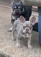 Jett- Isabella & Tan, a male French Bulldog for sale in Birmingham, AL – Photo 6 of 10