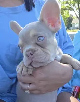 Jett- Isabella & Tan, a male French Bulldog for sale in Birmingham, AL – Photo 7 of 10