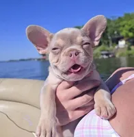 Jett- Isabella & Tan, a male French Bulldog for sale in Birmingham, AL – Photo 4 of 10