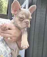 Jett- Isabella & Tan, a male French Bulldog for sale in Birmingham, AL – Photo 1 of 10