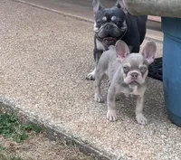 Jett- Isabella & Tan, a male French Bulldog for sale in Birmingham, AL – Photo 2 of 10