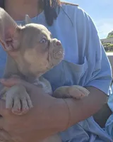 Jett- Isabella & Tan, a male French Bulldog for sale in Birmingham, AL – Photo 5 of 10