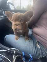 Silk- Solid aa Rojo fluffy female ( Micro) , a female French Bulldog for sale in Birmingham, AL – Photo 8 of 10