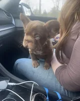 Silk- Solid aa Rojo fluffy female ( Micro) , a female French Bulldog for sale in Birmingham, AL – Photo 9 of 10