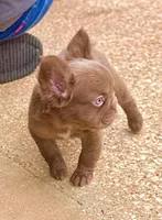 Silk- Solid aa Rojo fluffy female ( Micro) , a female French Bulldog for sale in Birmingham, AL – Photo 4 of 10