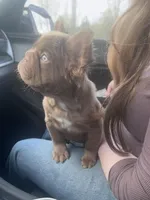 Silk- Solid aa Rojo fluffy female ( Micro) , a female French Bulldog for sale in Birmingham, AL – Photo 7 of 10