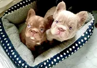 Silk- Solid aa Rojo fluffy female ( Micro) , a female French Bulldog for sale in Birmingham, AL – Photo 1 of 10