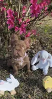 Silk- Solid aa Rojo fluffy female ( Micro) , a female French Bulldog for sale in Birmingham, AL – Photo 6 of 10