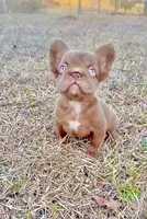 Silk- Solid aa Rojo fluffy female ( Micro) , a female French Bulldog for sale in Birmingham, AL – Photo 5 of 10